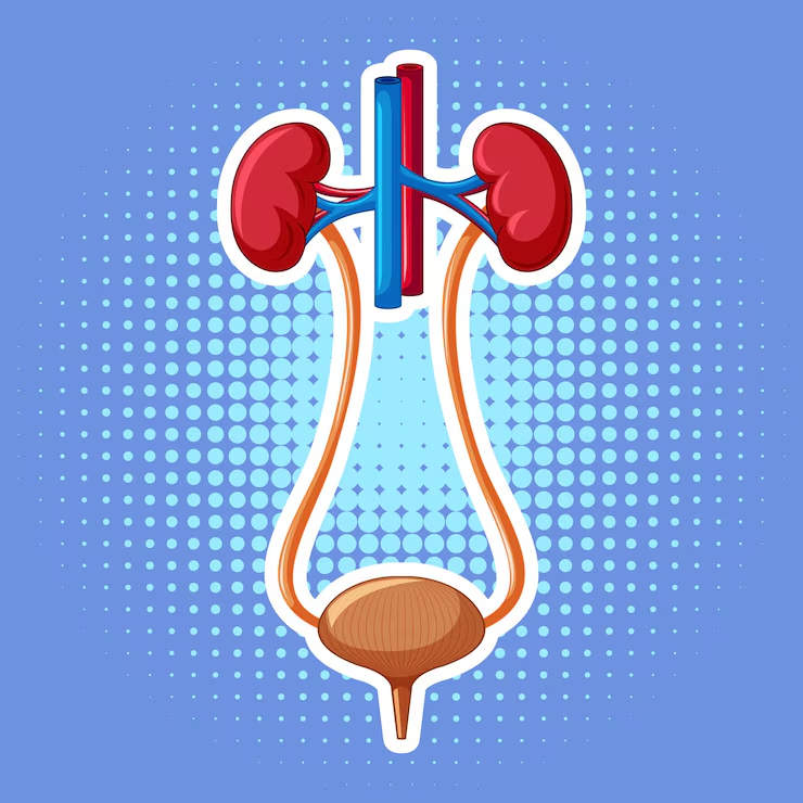 Optical Internal Urethrotomy (OIU)